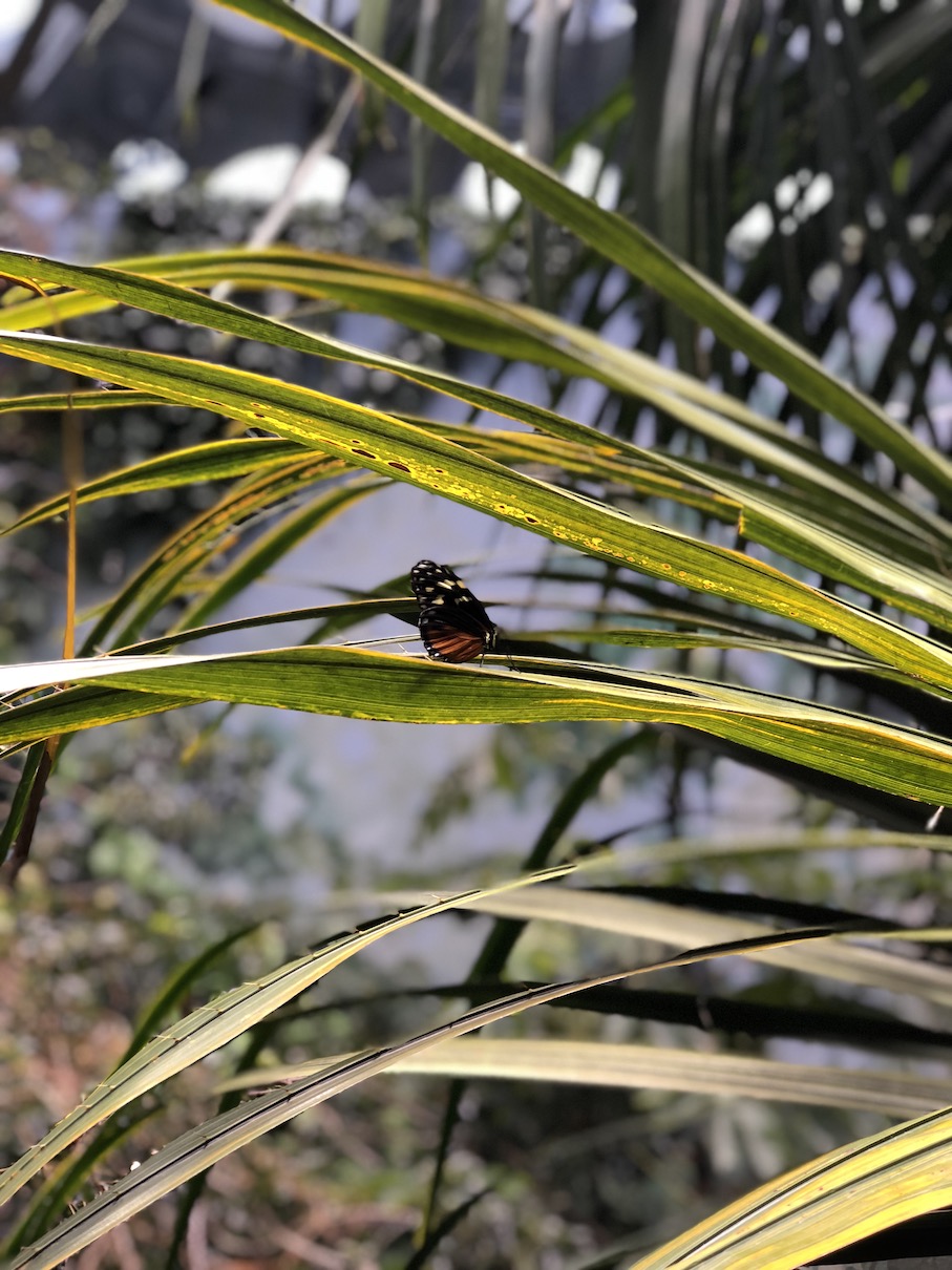 Butterfly