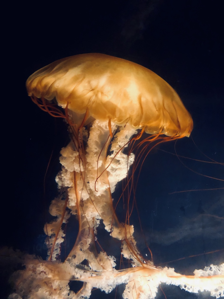 Jellyfish
